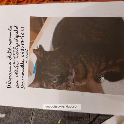 Foto 1/1 couette Chat perdido en Amberieu en bugey