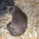 Foto del gato perdido en Donzere