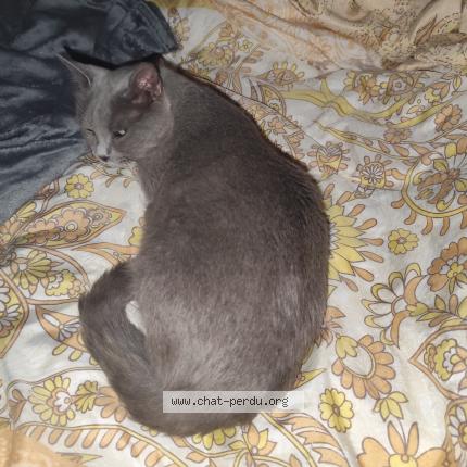 Foto 1/1 Rebel Chat perdido en Donzere