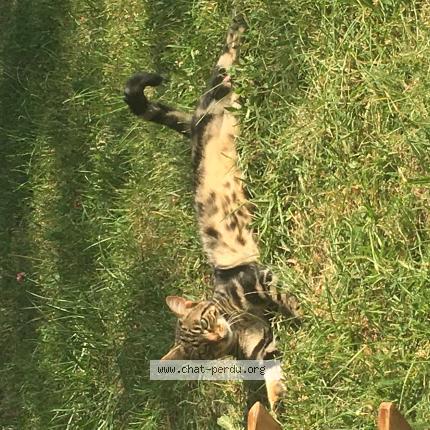 Foto 1/1 Sparrow Chat perdido en Neuilly sur marne