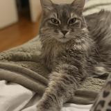 Foto del gato perdido en Grenoble