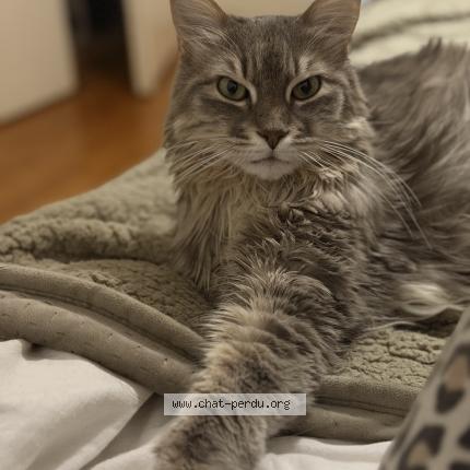 Foto 1/1 Pitah Chat perdido en Grenoble