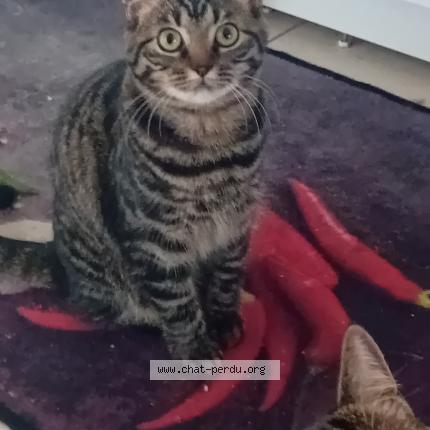 Foto 1/1 Ulysse surnom bouboule Chat perdido en Armbrouts cappel