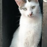 Foto del gato perdido en Uchizy