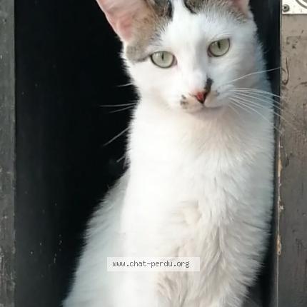 Foto 1/1 Tichat Chat perdido en Uchizy