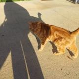 Foto de gato encontrado en Charlieu