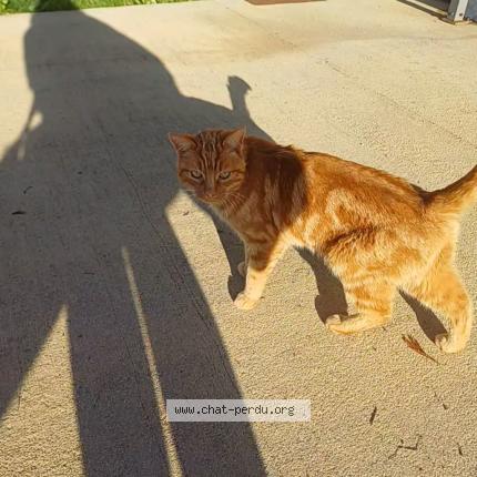 Foto 1/1 Gato encontrado Encontrado en Charlieu