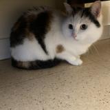 Foto del gato perdido en Restigne