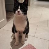 Foto de gato encontrado en Ifs