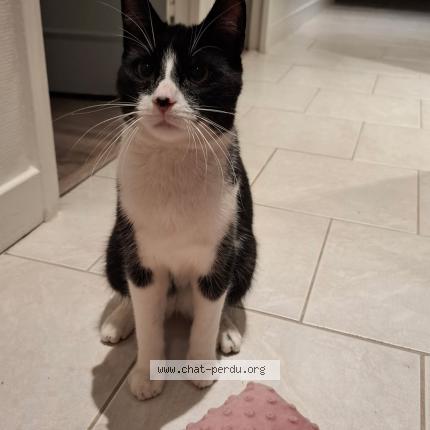 Foto 1/1 Gato encontrado Encontrado en Ifs