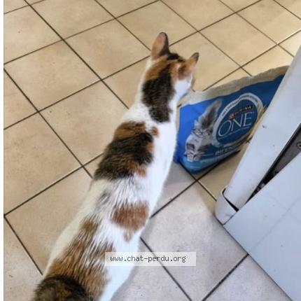 Foto 1/2 Nala Chat perdido en Bondoufle