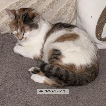Foto 2/2 Nala Chat perdido en Bondoufle
