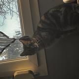 Foto del gato perdido en Corcieux