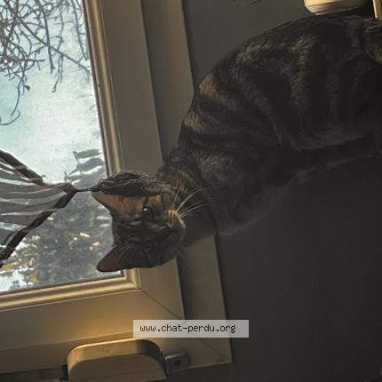 Foto 1/1 Shadow Chat perdido en Corcieux