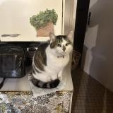 Foto del gato perdido en Fresnay En Retz