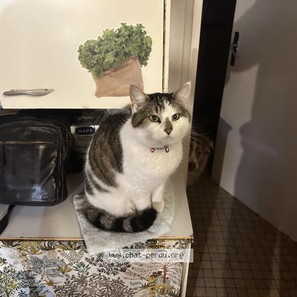 Foto 1/1 Minette Chat perdido en Fresnay en retz