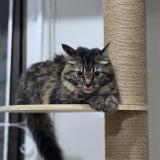 Foto del gato perdido en San Juan