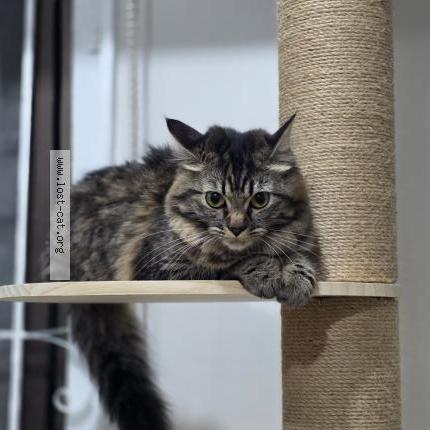 Foto 1/1 Kuromi Chat perdido en San juan