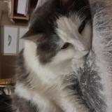 Foto del gato perdido en Parthenay De Bretagne