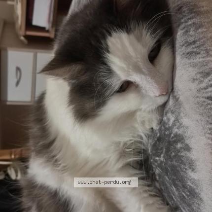 Foto 1/1 Curly Chat perdido en Parthenay de bretagne