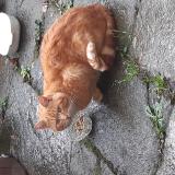 Foto de gato encontrado en Josselin