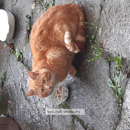 Foto 1/1 Gato encontrado Encontrado en Josselin
