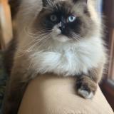 Foto del gato perdido en L Ile Bouchard