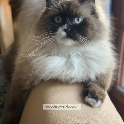 Foto 1/1 Orphy Chat perdido en L ile bouchard