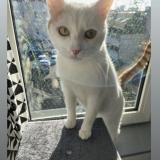 Foto del gato perdido en Blois