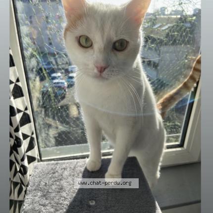 Foto 1/1 Pistache Chat perdido en Blois