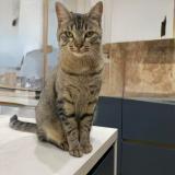 Foto del gato perdido en Meyzieu