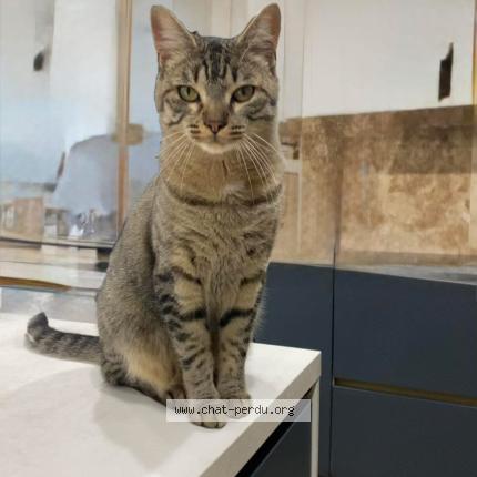 Foto 1/1 Miaou Chat perdido en Meyzieu