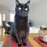 Foto del gato perdido en Quebec