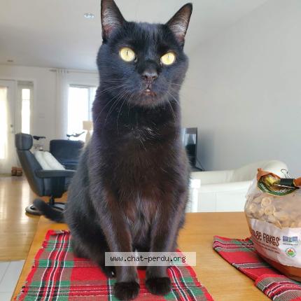 Foto 1/1 Bambou Chat perdido en Quebec