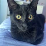 Foto del gato perdido en Veyne