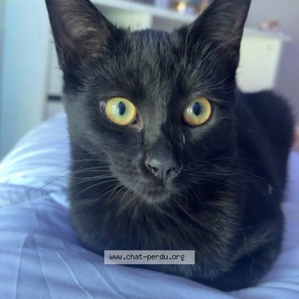 Foto 1/1 Acai Chat perdido en Veyne