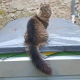 Foto del gato perdido en Retheuil