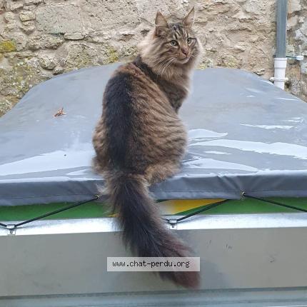 Foto 2/3 LOUP Chat perdido en Retheuil