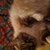 Foto del gato perdido en Velaux