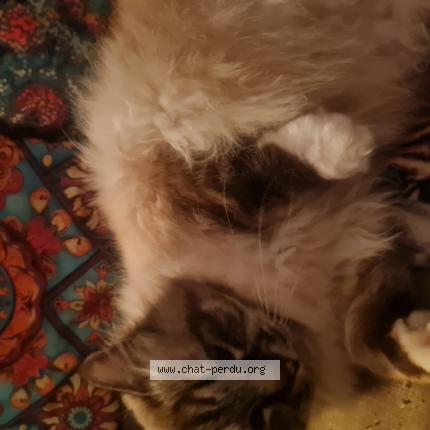 Foto 1/1 Namour Chat perdido en Velaux