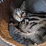 Foto del gato perdido en Mont De Marsan