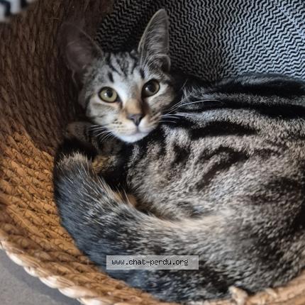 Foto 1/1 Milo Chat perdido en Mont de marsan