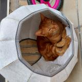 Foto del gato perdido en Armentieres