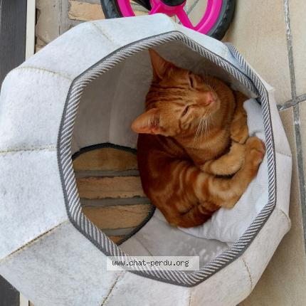 Foto 1/1 Churros Chat perdido en Armentieres