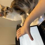 Foto del gato perdido en Thann