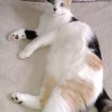 Foto del gato perdido en Mackenheim