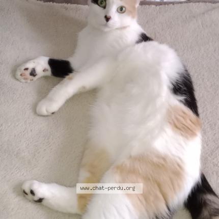 Foto 1/1 cookie Chat perdido en Mackenheim