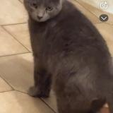 Foto del gato perdido en Annay