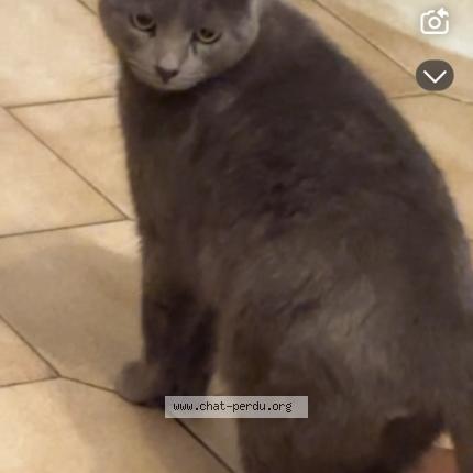 Foto 1/1 Bouba Chat perdido en Annay