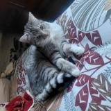 Foto del gato perdido en Beauchene